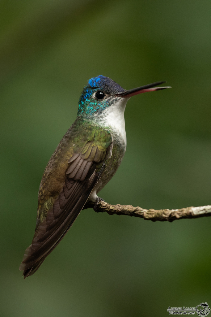 Azure-crowned Hummingbird in October 2023 by El Chivizcoyo · iNaturalist