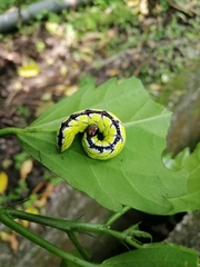 Chadisra bipars