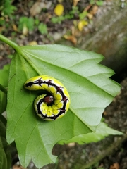 Chadisra bipars
