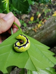 Chadisra bipars