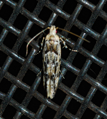 Sinoe
