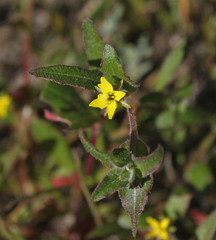 Camissoniopsis ignota