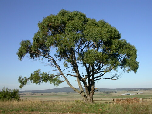 Eucalyptus splendens