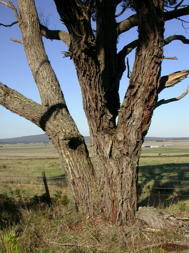 Eucalyptus splendens 2