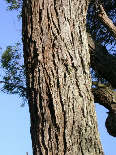 Eucalyptus splendens 3