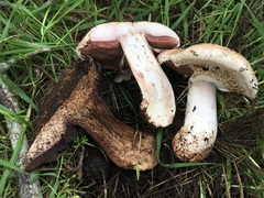 Agaricus lilaceps