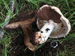 Agaricus lilaceps