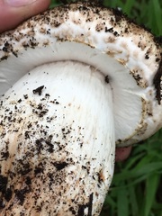 Agaricus lilaceps