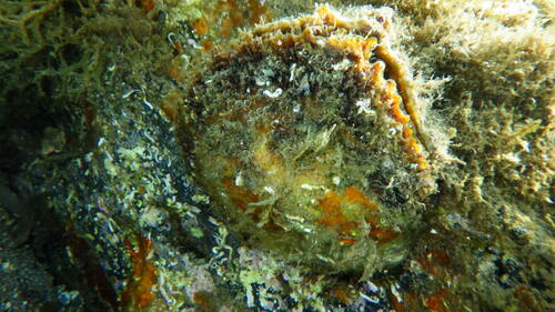 European Flat Oyster