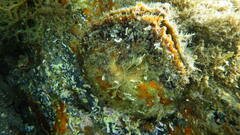 European Flat Oyster