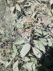 Pluchea carolinensis