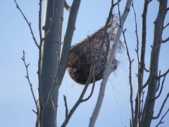 Icterus bullockii
