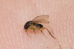 Dohrniphora incisuralis