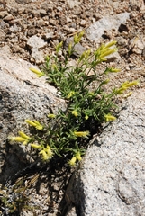 Silene parishii