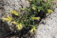 Silene parishii