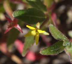 Camissoniopsis ignota