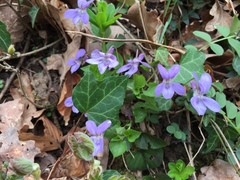 Viola reichenbachiana