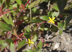 Camissoniopsis ignota