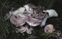 Leucopaxillus lilacinus