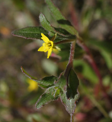Camissoniopsis ignota