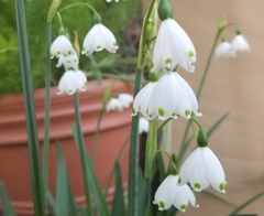 Leucojum