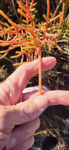 Image of Salicornia depressa by (c) Elizabeth Green, some rights reserved (CC BY)