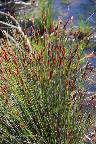 Image of Peninsula Tasslereed (Staberoha banksii) by (c) Tony Rebelo, some rights reserved (CC BY-SA)