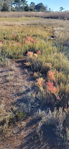 Image of Salicornia depressa by (c) Elizabeth Green, some rights reserved (CC BY)