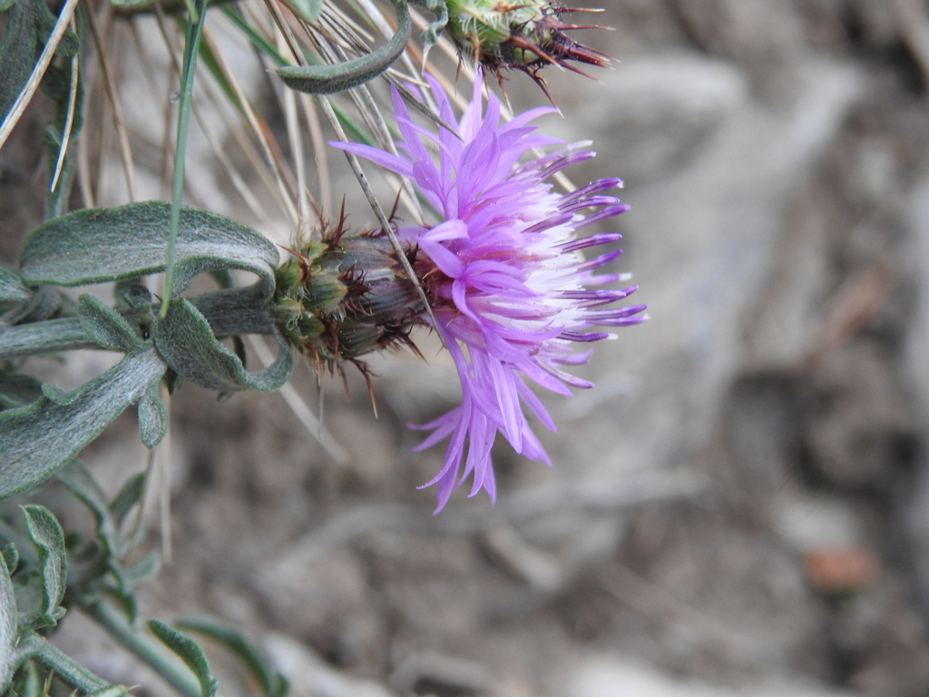 Bluish Knapweed