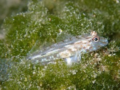 Neophyte Goby photo 5