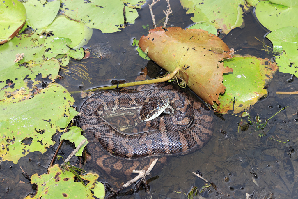 Coastal Carpet Python from Brisbane QLD, Australia on October 27, 2023