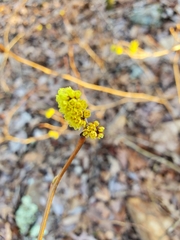 Rhus aromatica aromatica