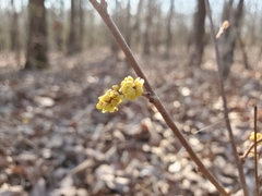 Rhus aromatica aromatica