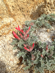 Astragalus coccineus