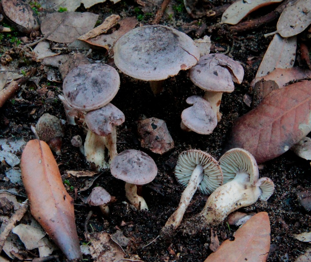 Xerophorus
