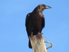 Corvus edithae