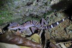 Chinese Leopard Gecko photo 3