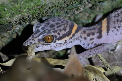 Chinese leopard gecko, Goniurosaurus luii