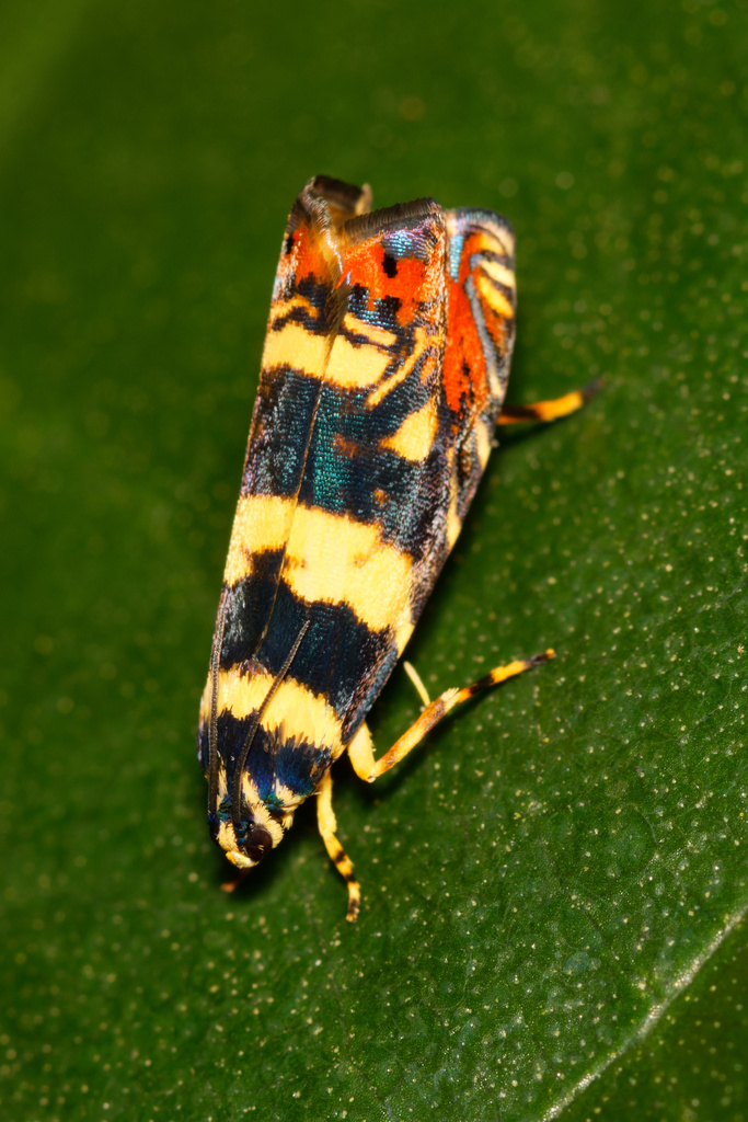 Hilarographa swederiana