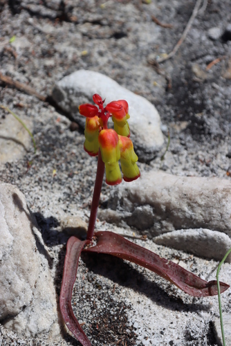 Image of Lachenalia luteola by (c) Tony Rebelo, some rights reserved (CC BY-SA)