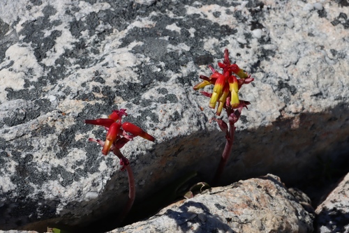 Lachenalia luteola