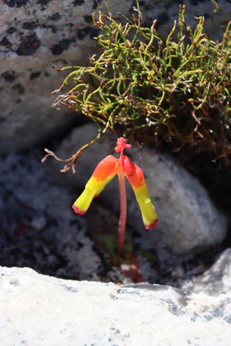 Image of Lachenalia luteola by (c) Tony Rebelo, some rights reserved (CC BY-SA)