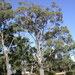 Eucalyptus aromaphloia - Photo (c) Dean Nicolle, algunos derechos reservados (CC BY-NC), subido por Dean Nicolle