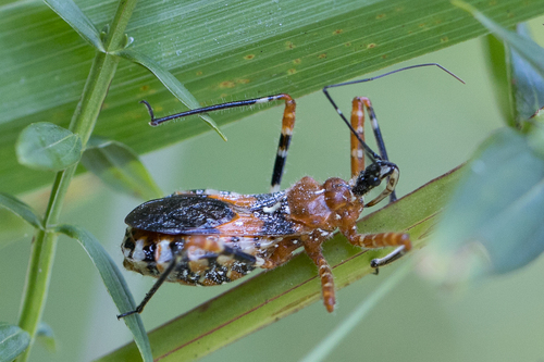 Pyrrhosphodrus militaris