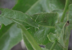 Platylyra californica