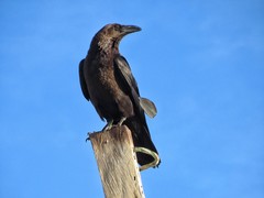 Corvus edithae