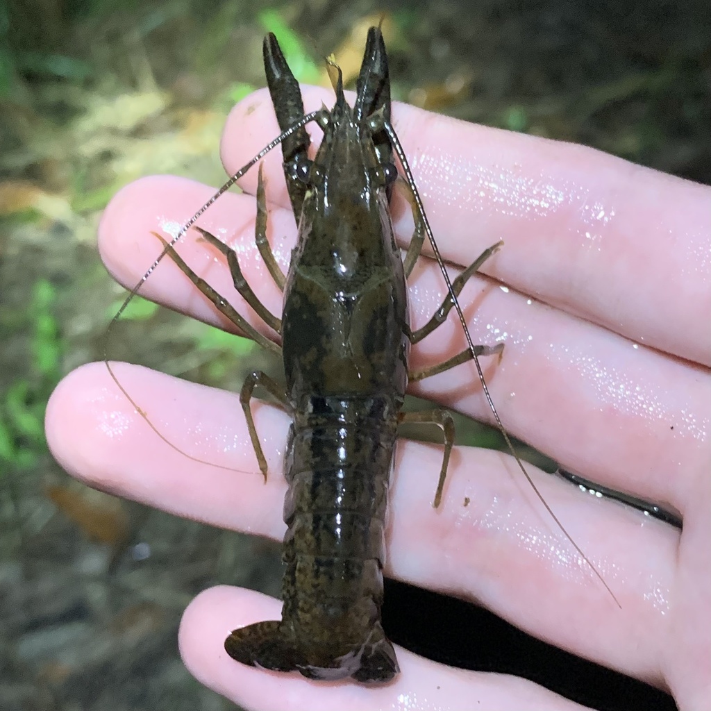 Red Swamp Crayfish from Camp Strake Rd, Conroe, TX, US on October 28 ...