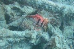 Hypoplectrodes nigroruber