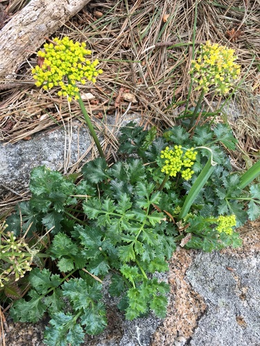 Lomatium parvifolium (Hook. & Arn.) Jeps.