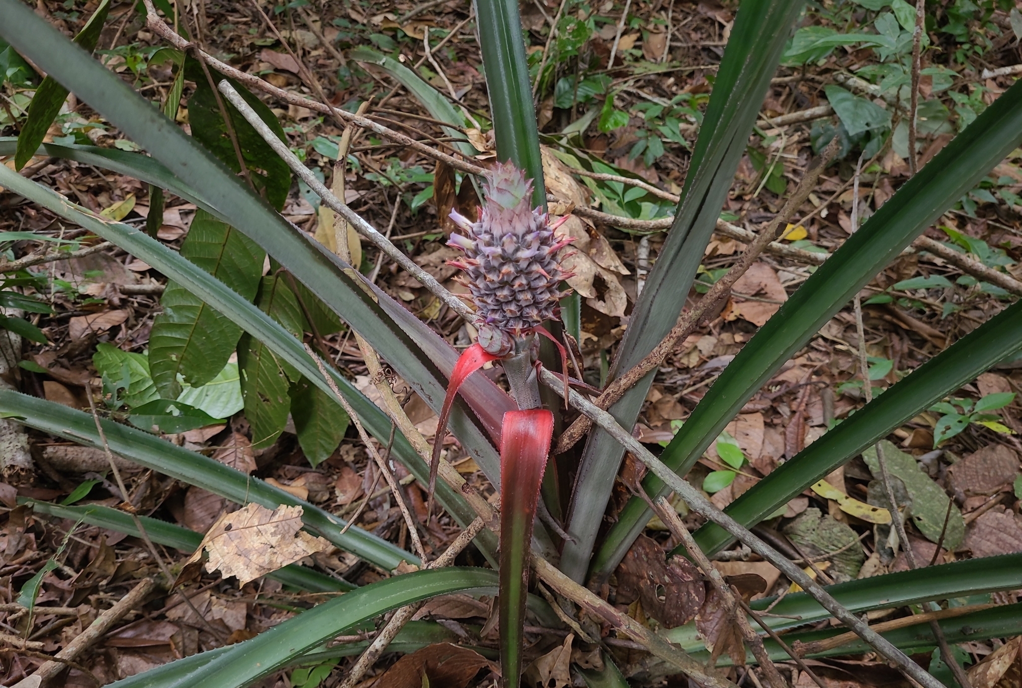 Ananas comosus